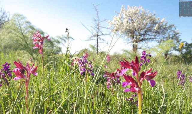 Alta Murgia, l dove fioriscono le rare, eleganti e segrete orchidee selvatiche